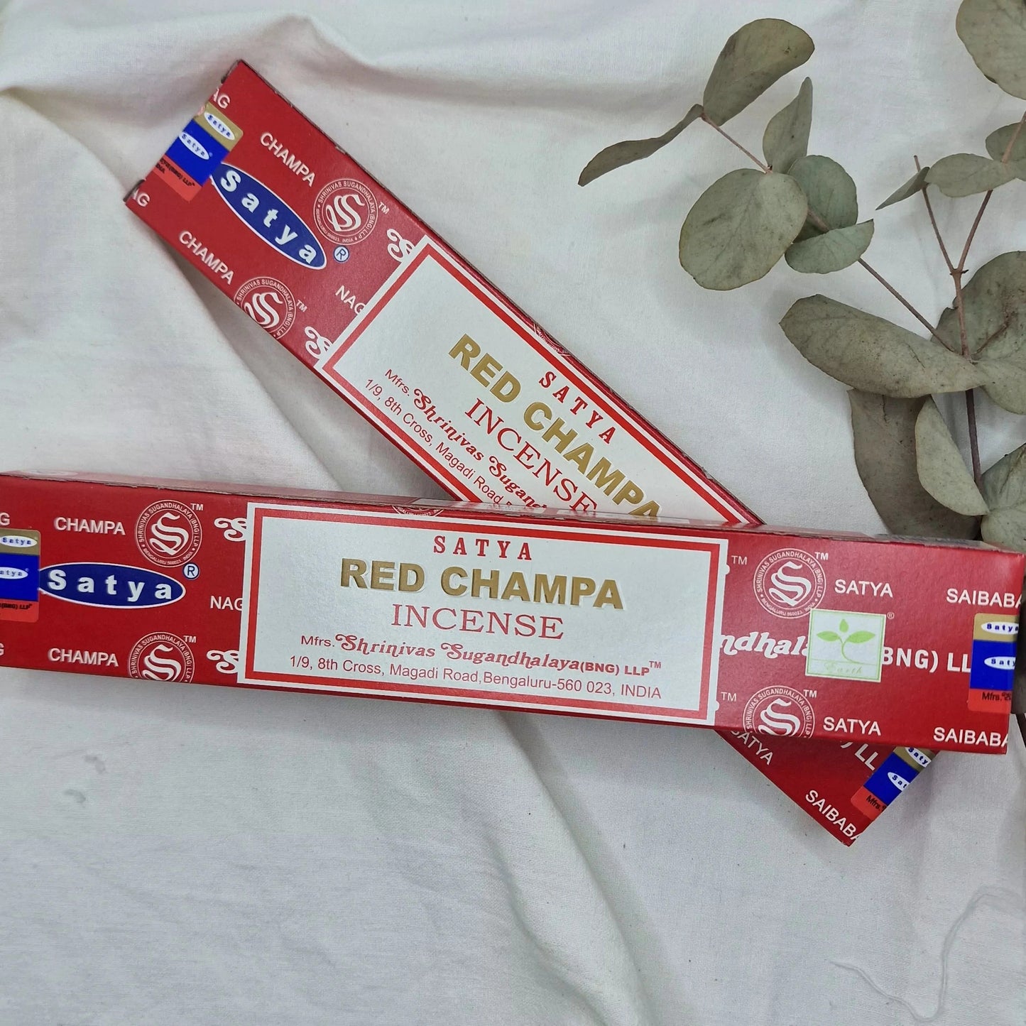 Red Champa Satya - Kadilo