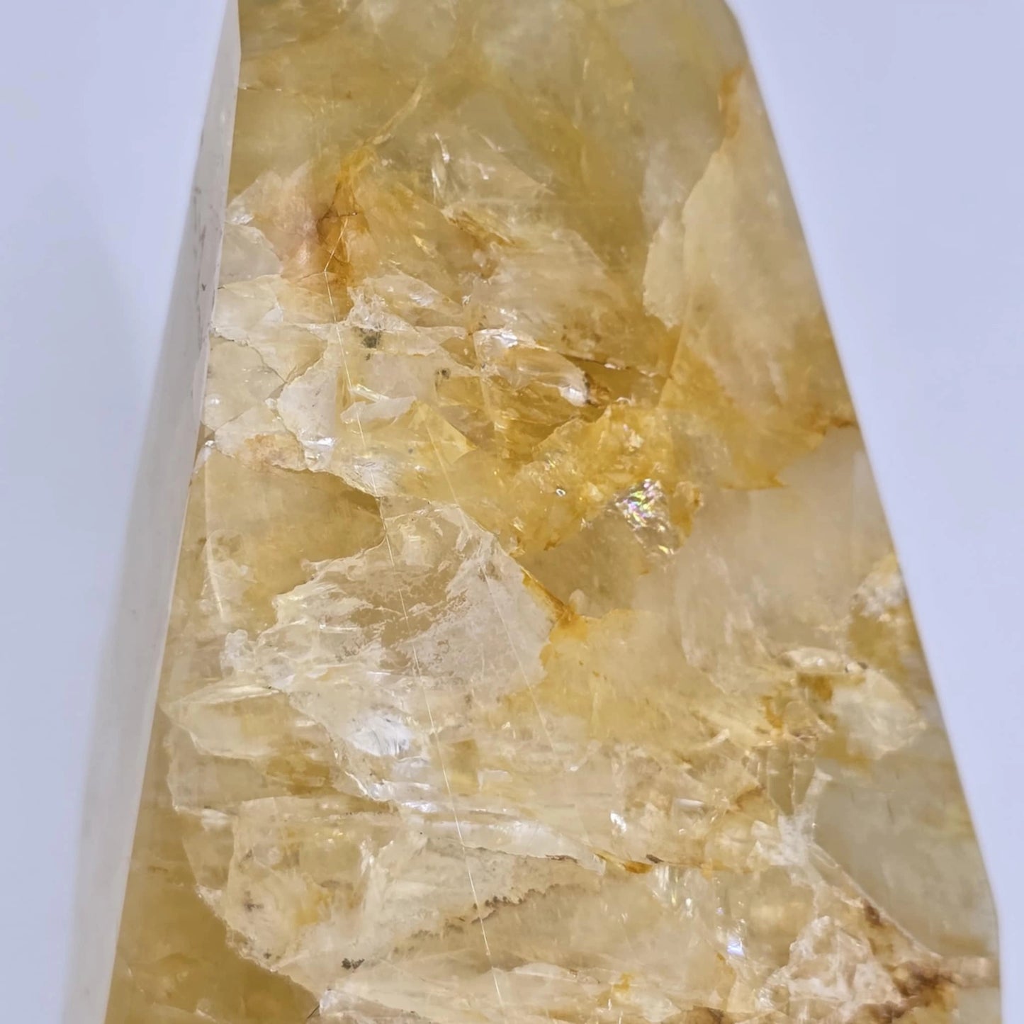 kje kupiti zlati zdravilec