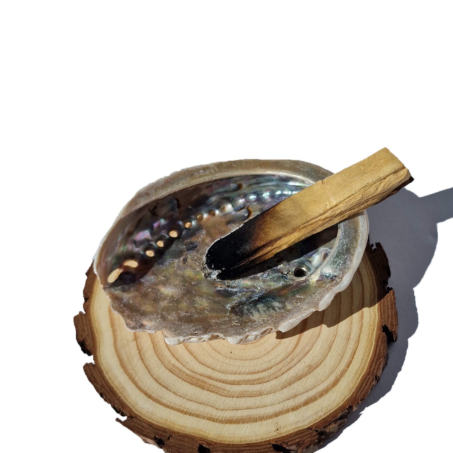 Morsko Uho 10-12cm