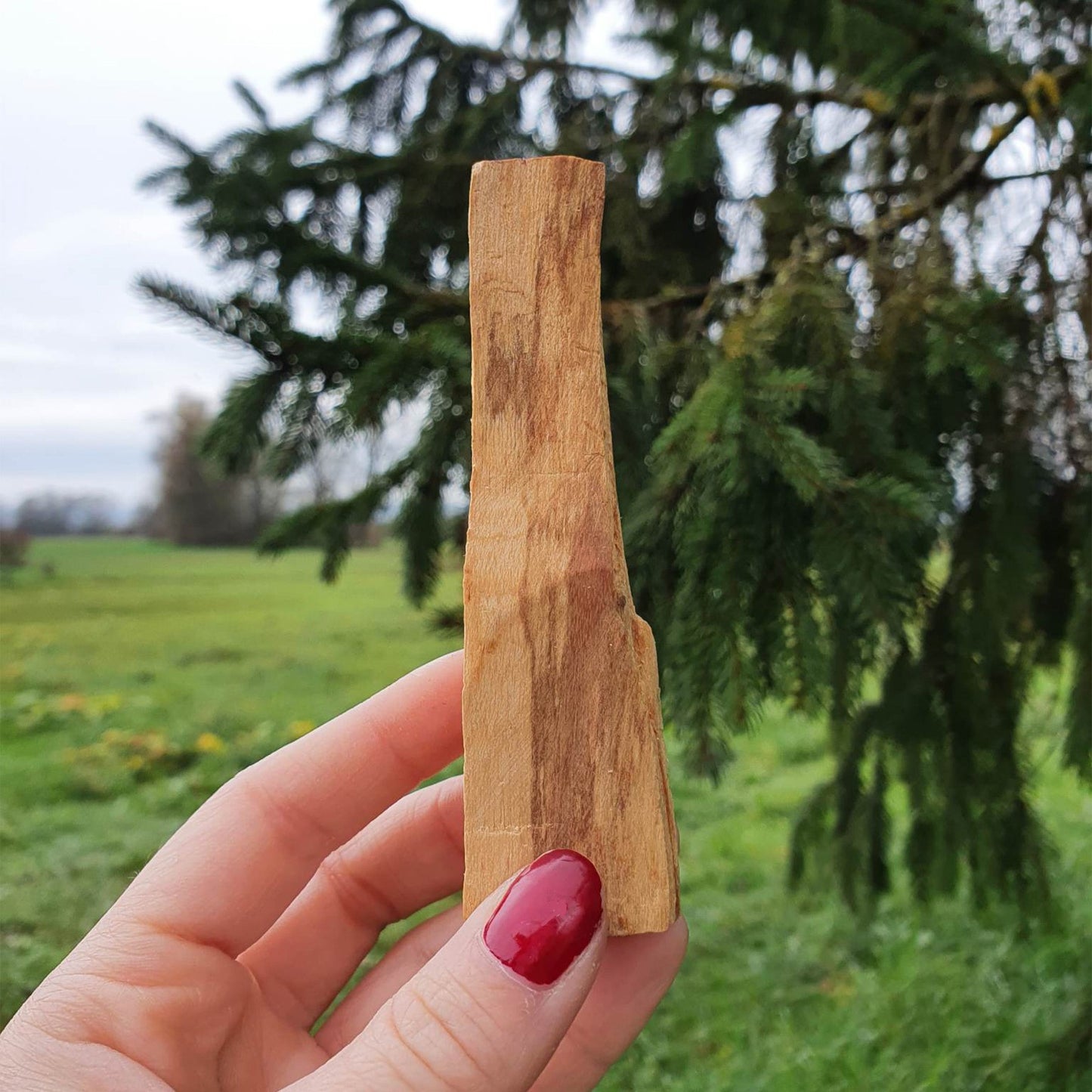 Sveti Les Palčka - Debelejša