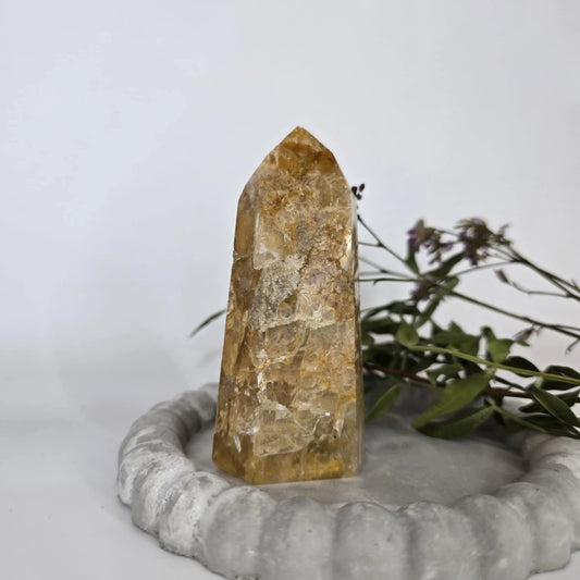 Kje kupiti zlati zdravilec