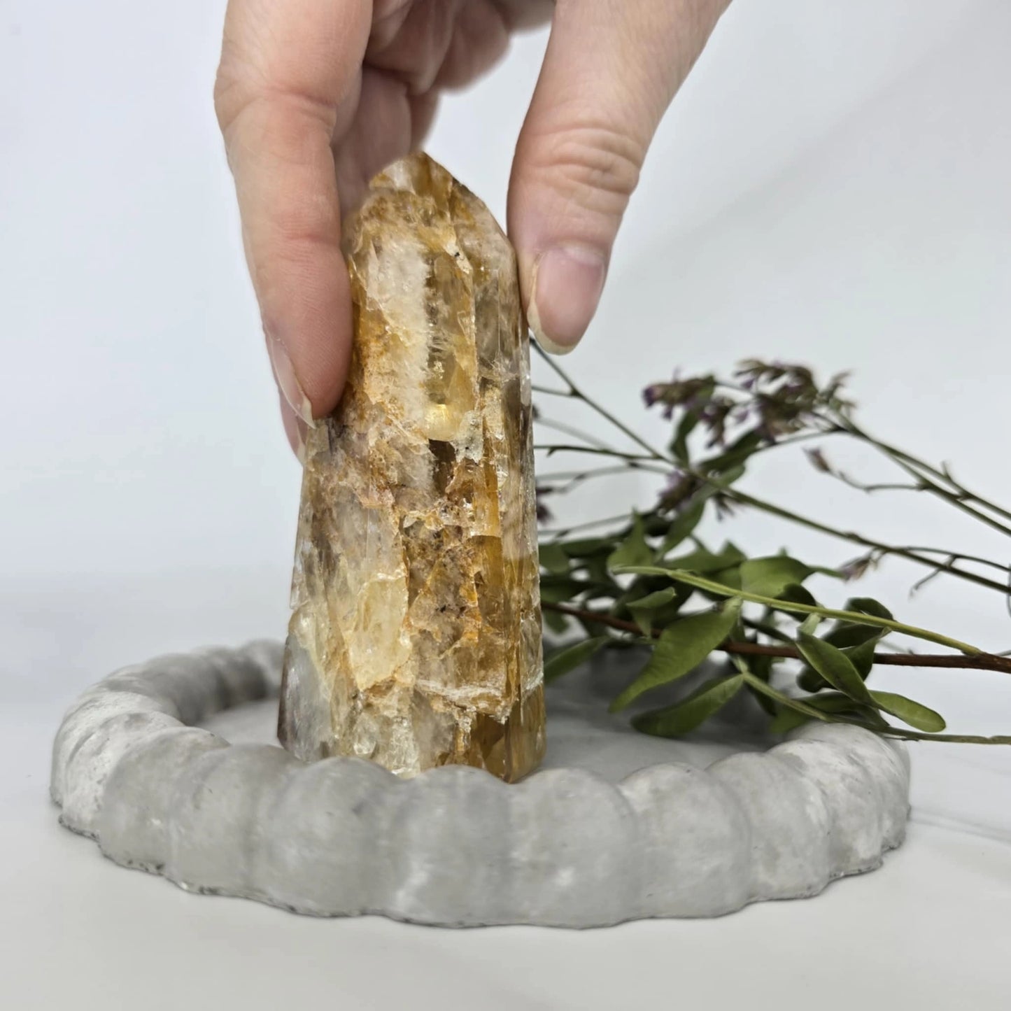 Zlati Zdravilec - Špica #169