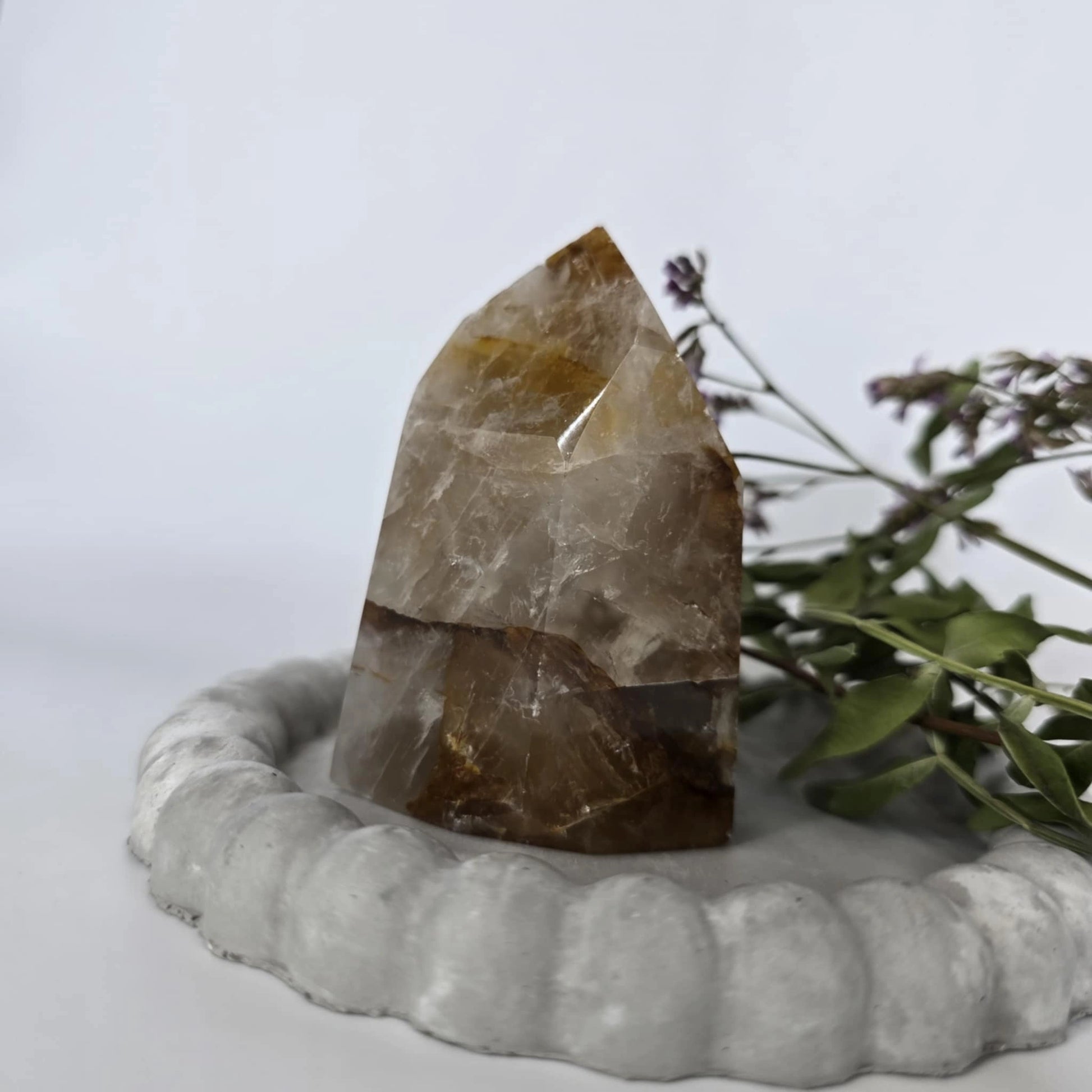 zlati zdravilec iz Brazilije 