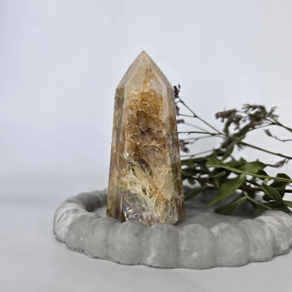 Zlati Zdravilec - Špica #169