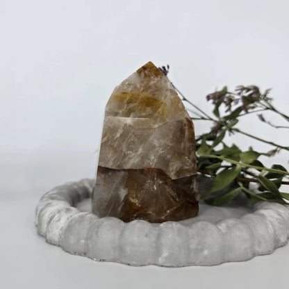 zlati zdravilec špica nakup