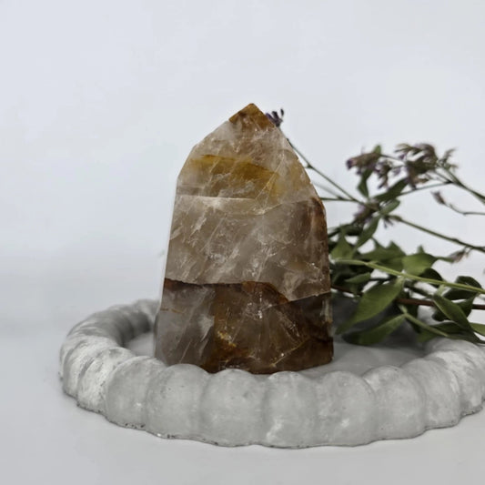 zlati zdravilec špica nakup