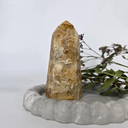 Zlati Zdravilec - Špica #169