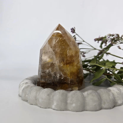 zlati zdravilec nakup preko spleta