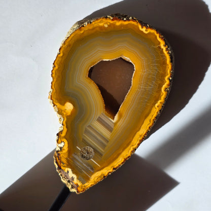 Ahat Geoda - Na Stojalu #390