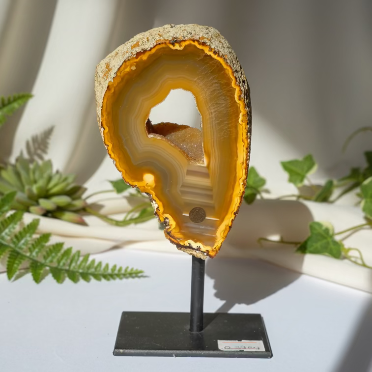 Ahat Geoda - Na Stojalu #390