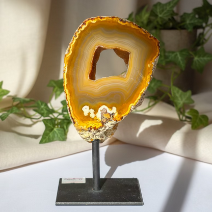 Ahat Geoda - Na Stojalu #390