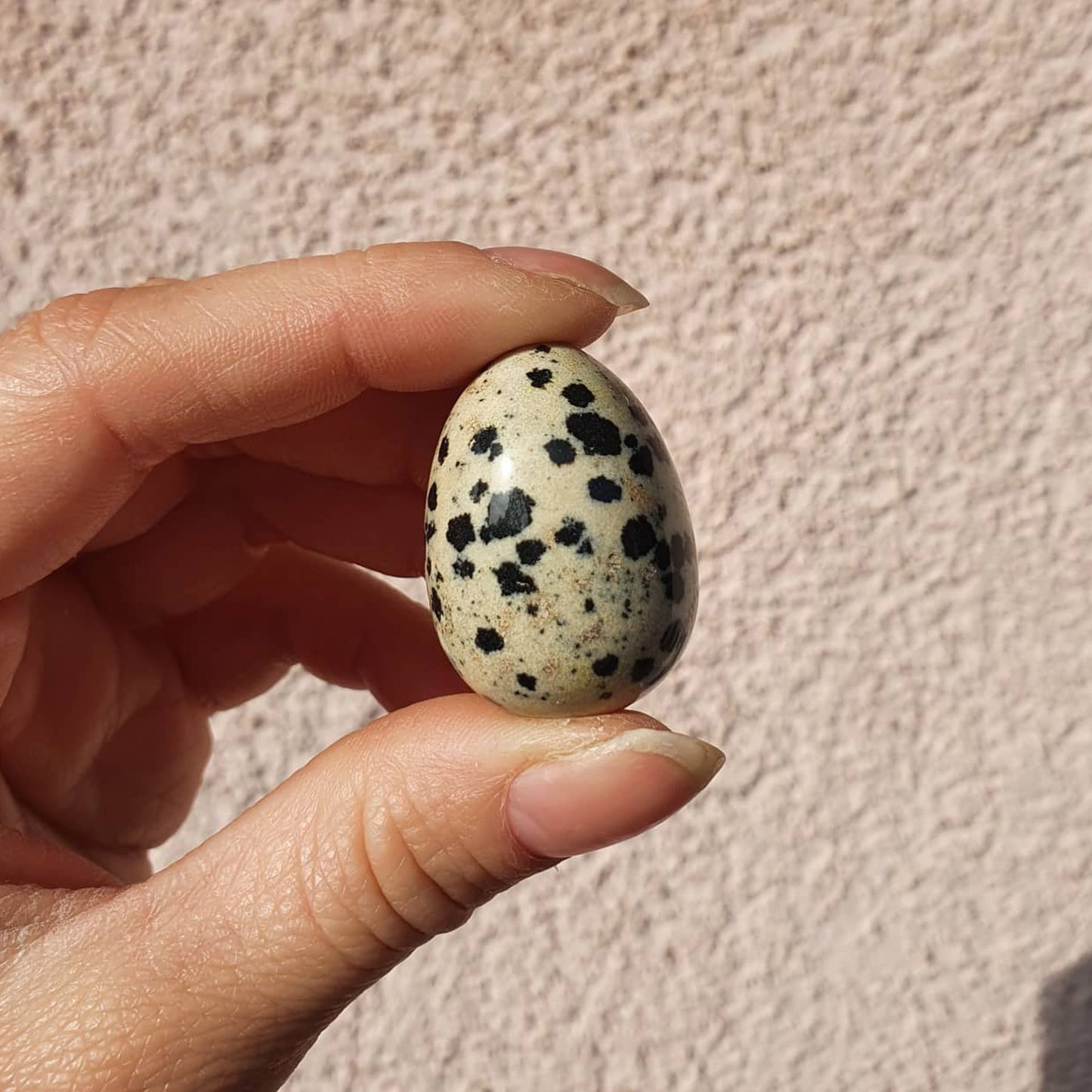 Dalmatin Jaspis - Jajček